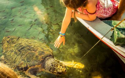 Clearwater Eco-Tours: Private, Up-Close Wildlife Encounters by Sportsman Charters