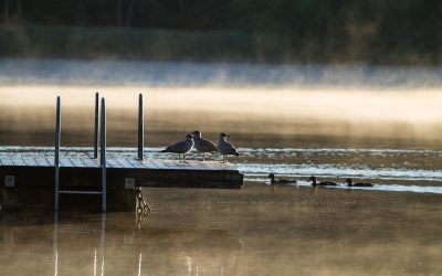 Clearwater Eco-Tours: How Time on the Water Boosts Mental Wellness and Nature Connection