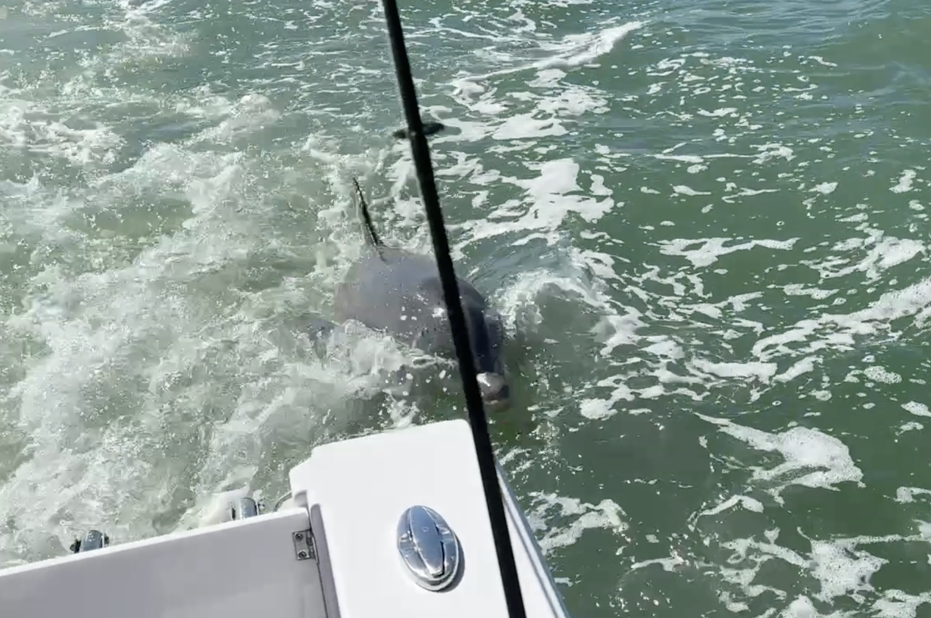 Redfish in Clearwater