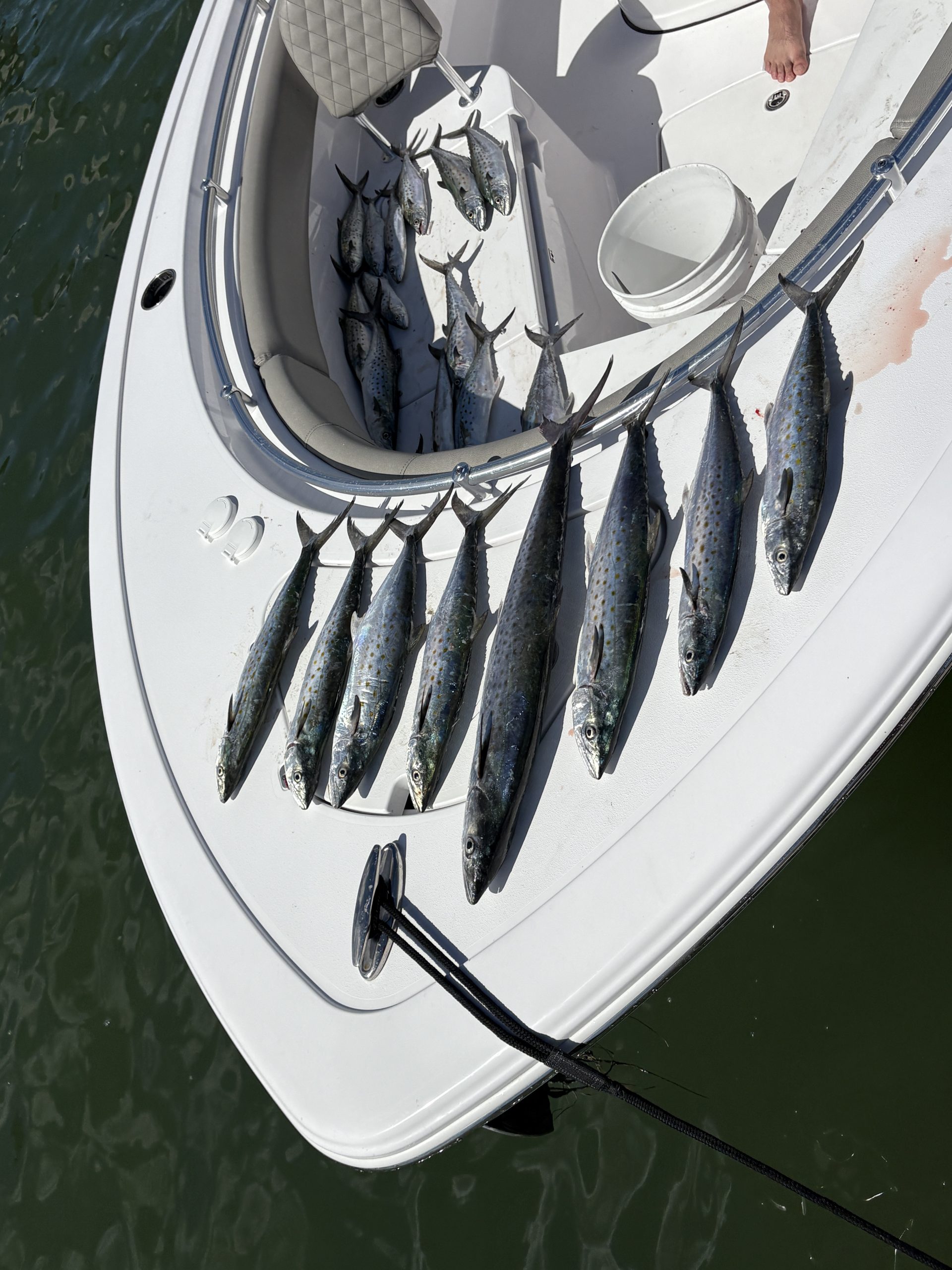Redfish in Clearwater
